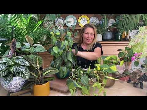 Philodendron Brasil & Atsu Brass Hanging Planter