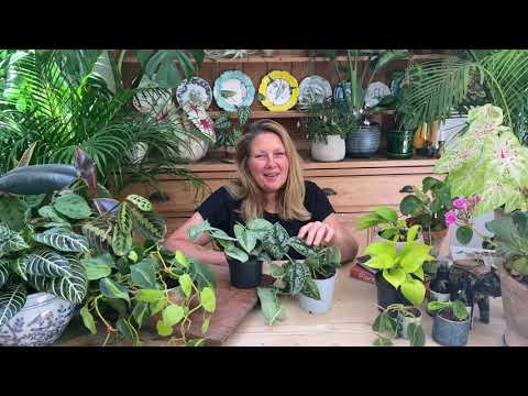 Scindapsus Pictus Trebie with a Brussels Hanging Planter