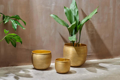 Calathea Stromanthe Triostar & Tembesi Pot