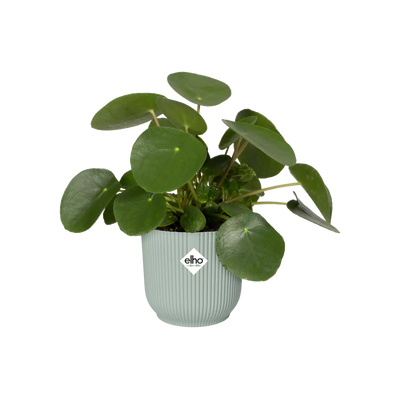 Sorbet Green Vibes Round Plant Mini Plant Pot 7cm